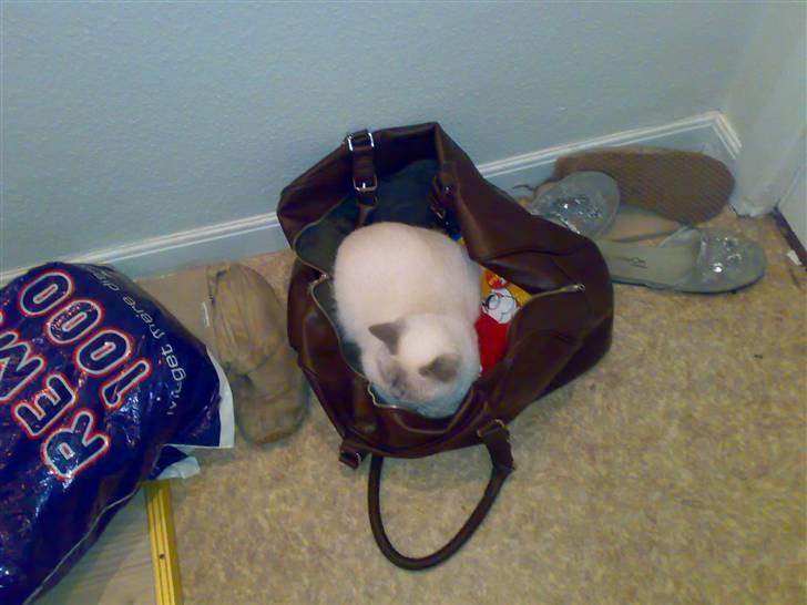 British Shorthair Darling - I mors taske :D billede 6