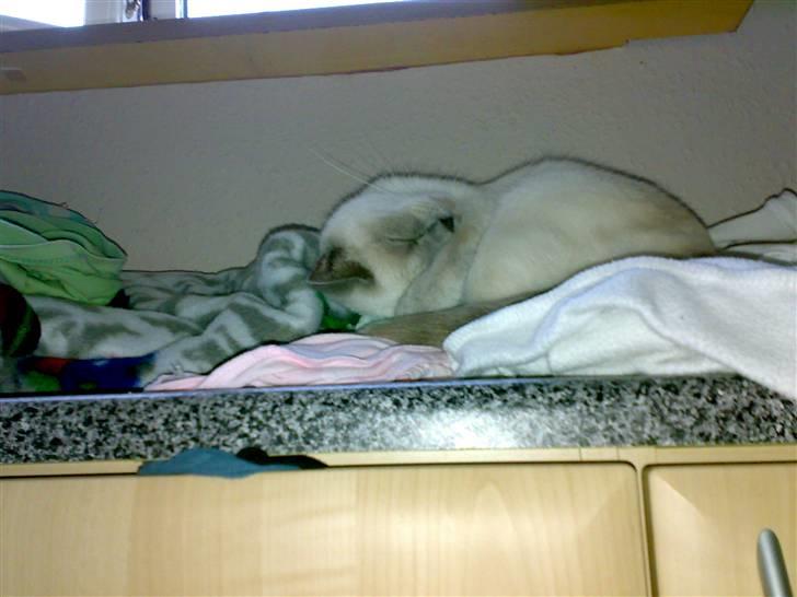 British Shorthair Darling billede 7