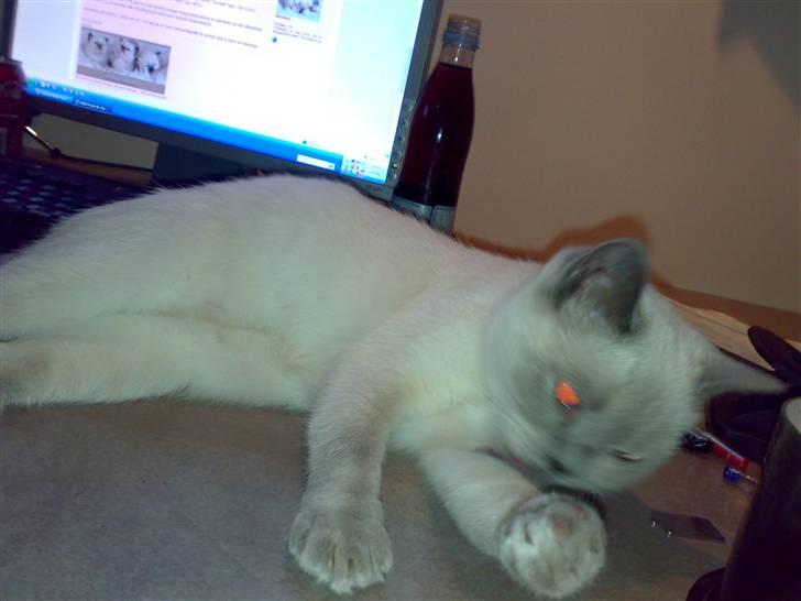 British Shorthair Darling billede 8