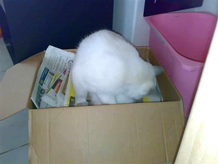 British Shorthair Darling billede 9