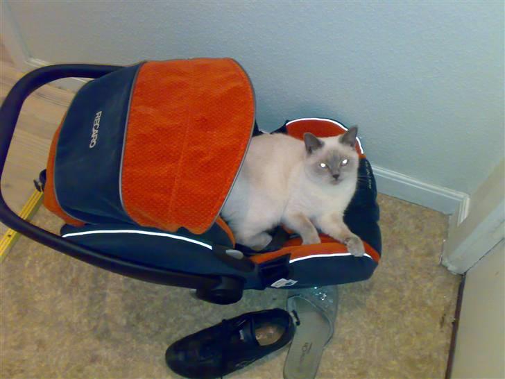British Shorthair Darling - I min søns autostol :D billede 10