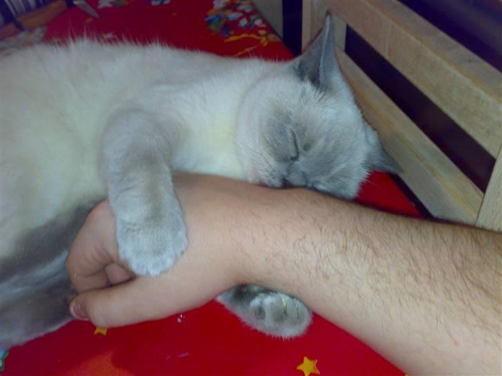 British Shorthair Darling billede 11