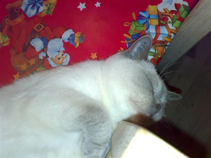 British Shorthair Darling billede 12