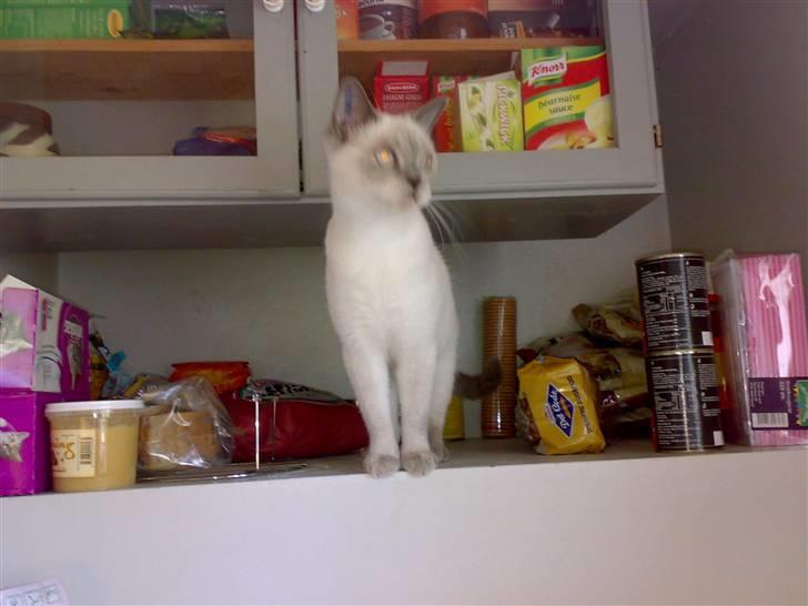 British Shorthair Darling billede 13