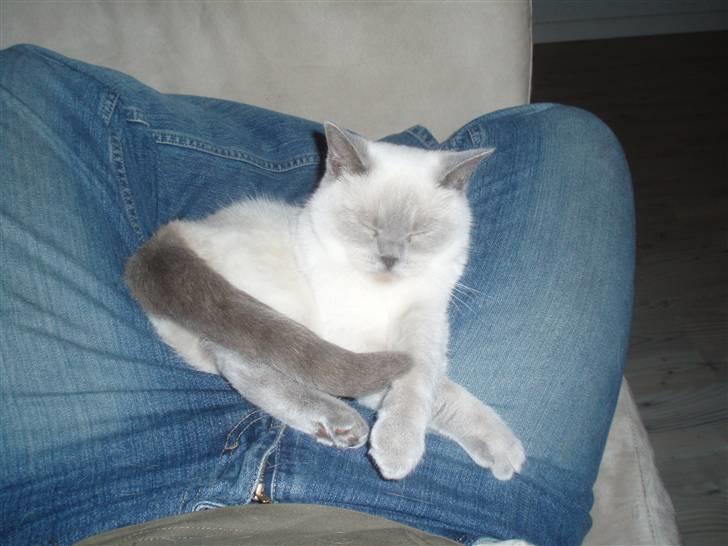 British Shorthair Darling billede 15