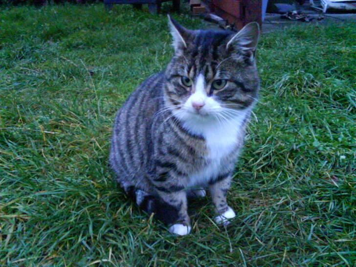 Blanding af racer Garfield - jaa mennesker er ikke de eneste der tager på i julen! billede 10