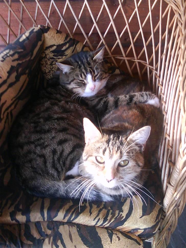 Blanding af racer Garfield - som en rigtig gentleman holder jeg min pige varm :) billede 11