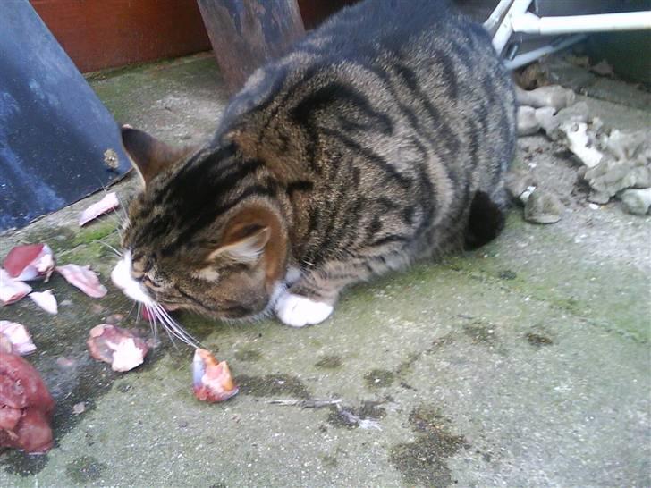 Blanding af racer Garfield - julen mærker jeg også lidt til :P billede 12