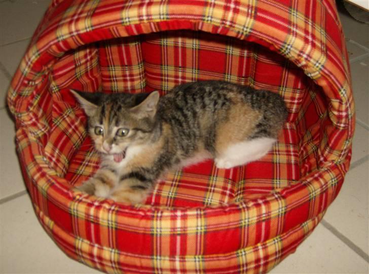 Huskat Noemi - Bandit Baby ; ) billede 9