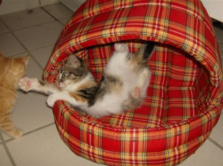 Huskat Noemi - Kom så her storebror!  billede 10