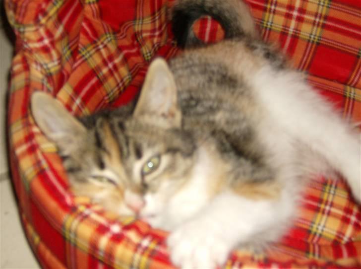 Huskat Noemi billede 11