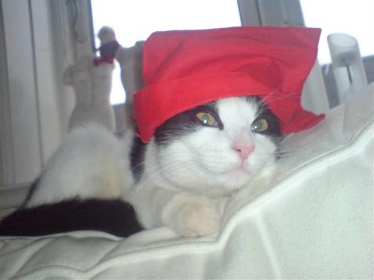 Huskat Balou - Glædelig Jul fra Balou :) billede 17