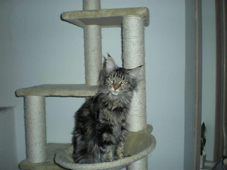 Maine Coon Alexia DK Firestar  - hej og velkommen til min profil.. hygger mig lige.. billede 1