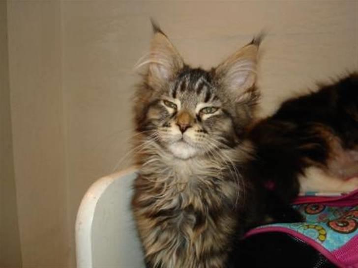 Maine Coon Alexia DK Firestar  billede 2