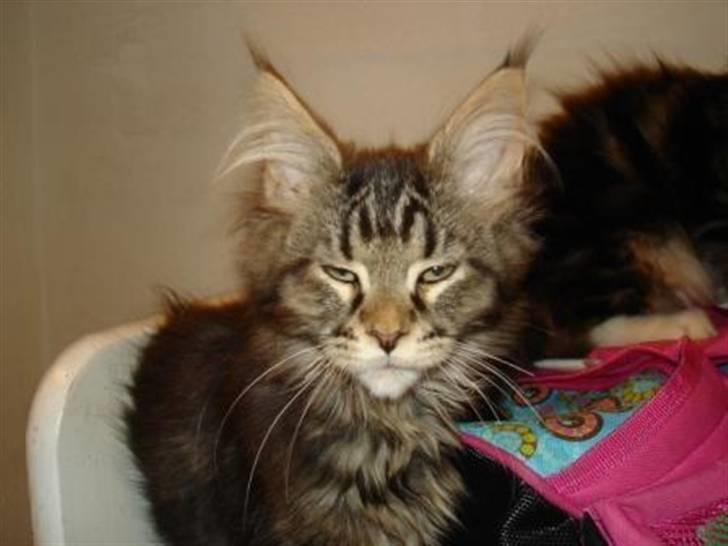 Maine Coon Alexia DK Firestar  billede 3