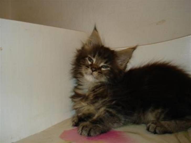 Maine Coon Alexia DK Firestar  billede 4
