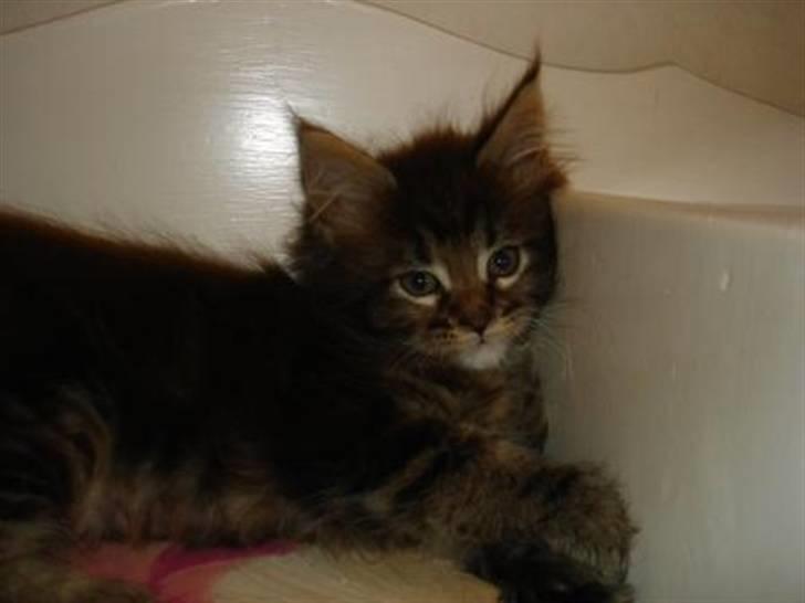 Maine Coon Alexia DK Firestar  billede 5