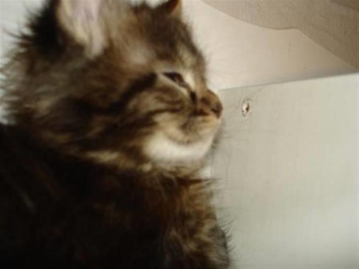 Maine Coon Alexia DK Firestar  billede 6