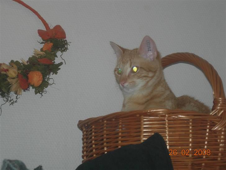 Huskat oliver - hvem kommer  billede 1