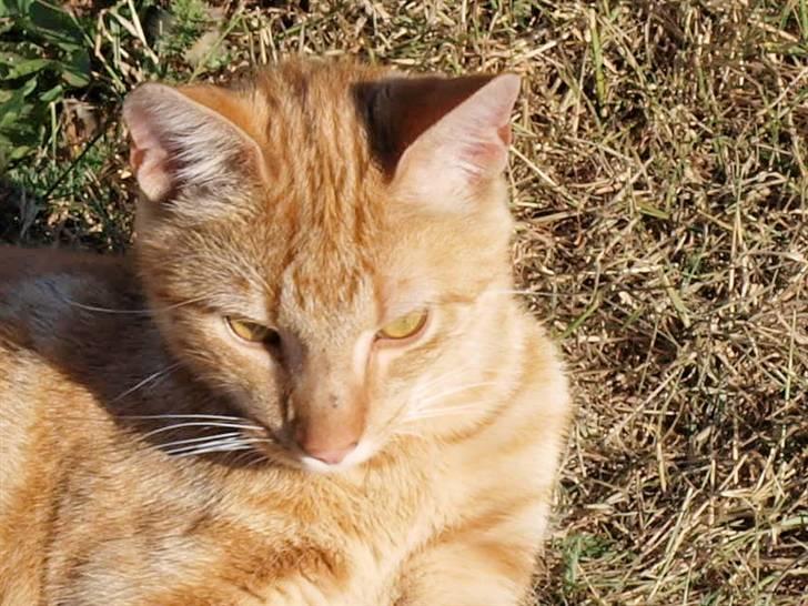 Huskat oliver - Smukke mis <3 billede 2