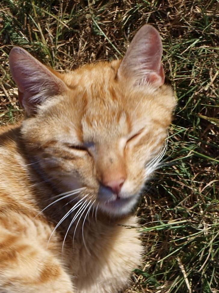 Huskat oliver - Elsker hans hovede billede 3