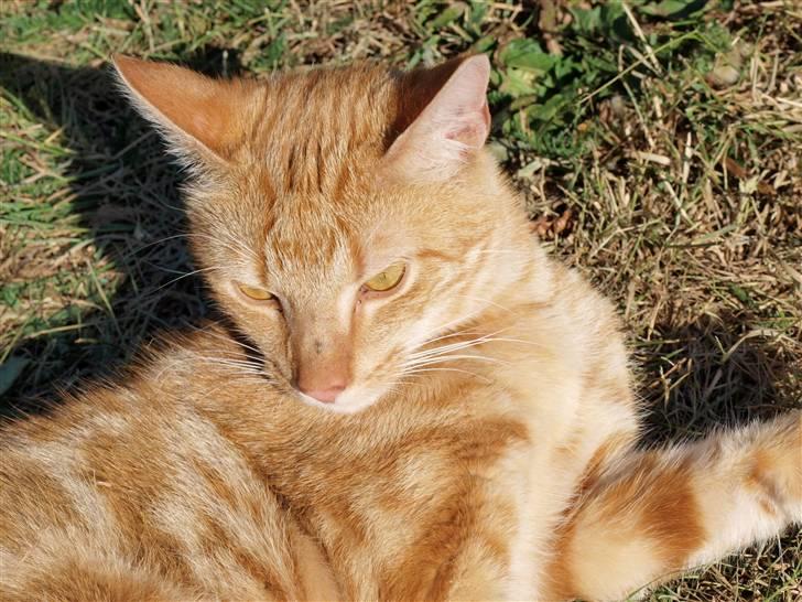 Huskat oliver billede 4