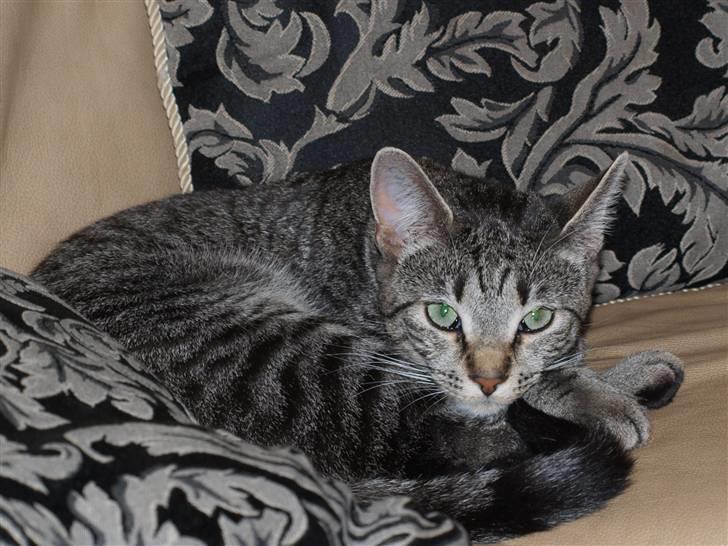 Huskat felix *død* - velkommen til felix s profil  billede 1