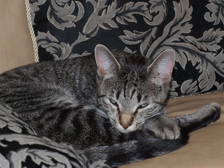 Huskat felix *død* - får mig lige en morfar  billede 2