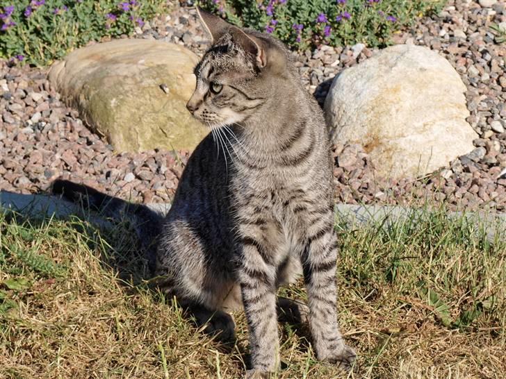 Huskat felix *død* - hvad var det måske en fugl  billede 3