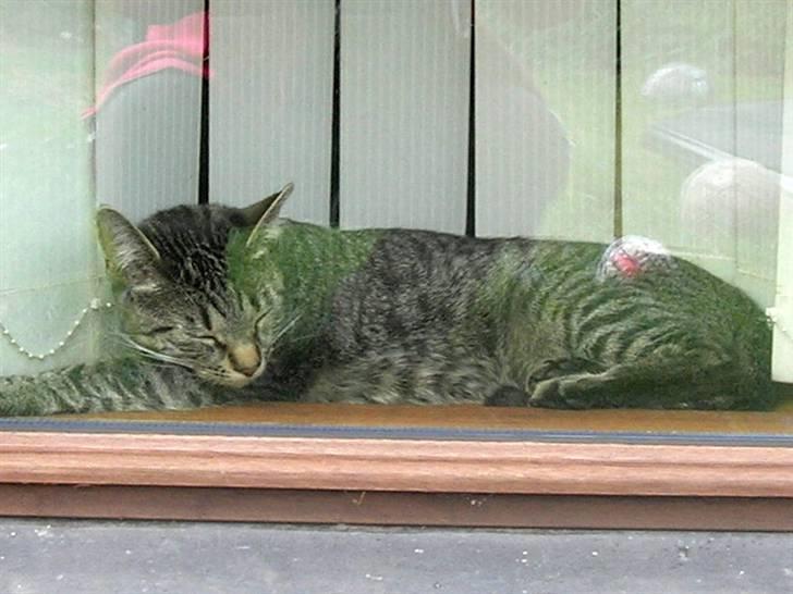 Huskat felix *død* - zzzzz pyy zzzzz pyyyy billede 5