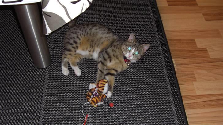 Huskat Lille mis Bor på Fyn nu . billede 7