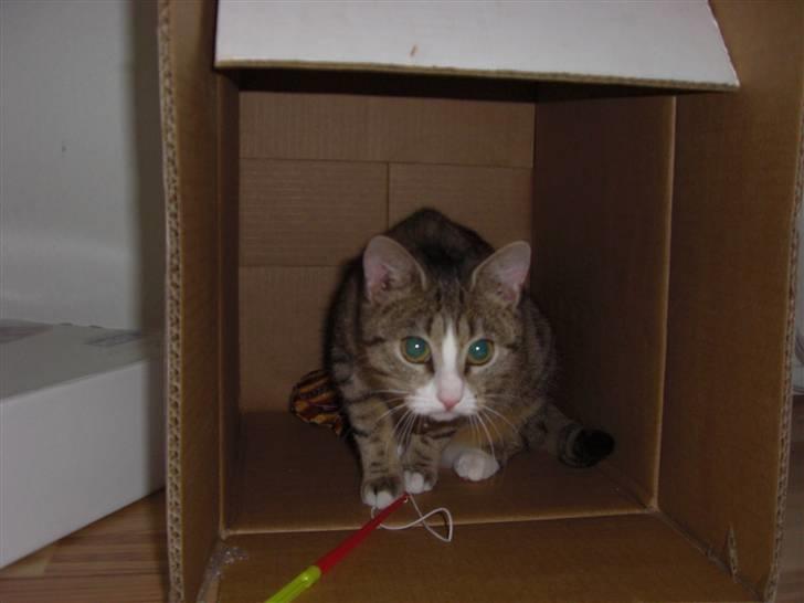 Huskat Lille mis Bor på Fyn nu . billede 8