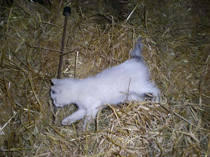 Blanding af racer plet billede 5