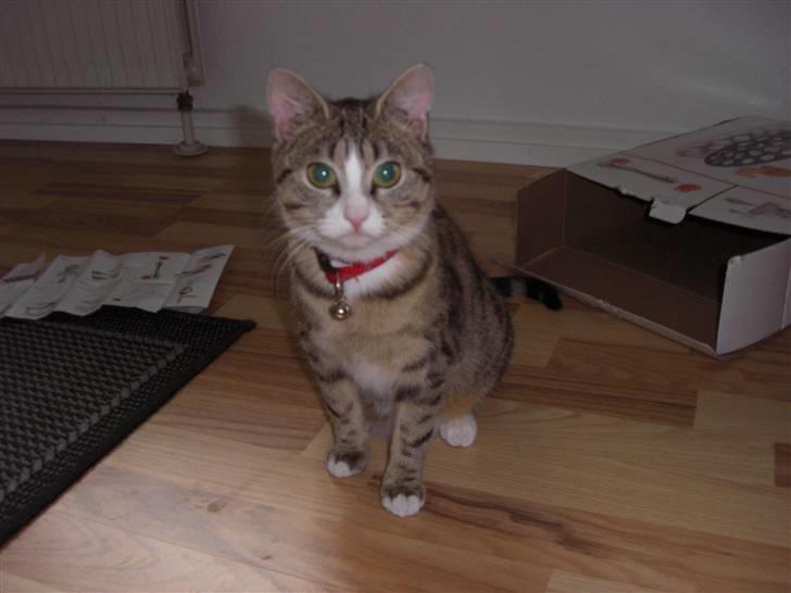 Huskat Lille mis Bor på Fyn nu . billede 9