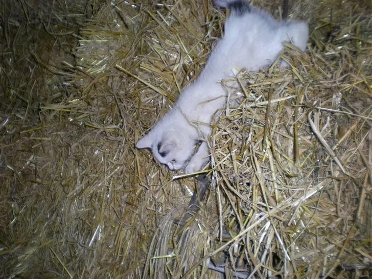 Blanding af racer plet billede 6