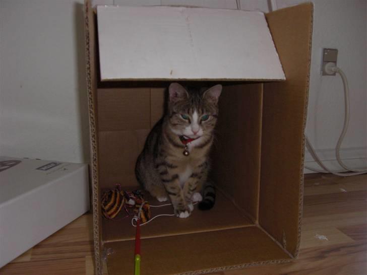 Huskat Lille mis Bor på Fyn nu . billede 10