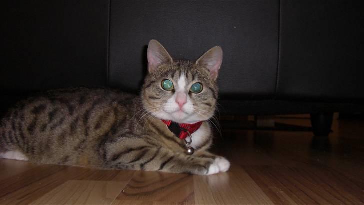 Huskat Lille mis Bor på Fyn nu . billede 11