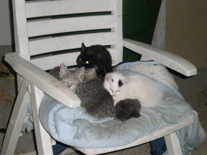 Blanding af racer plet billede 7