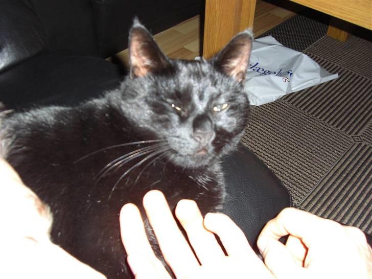 Huskat Buddy (DØD RIP) billede 7