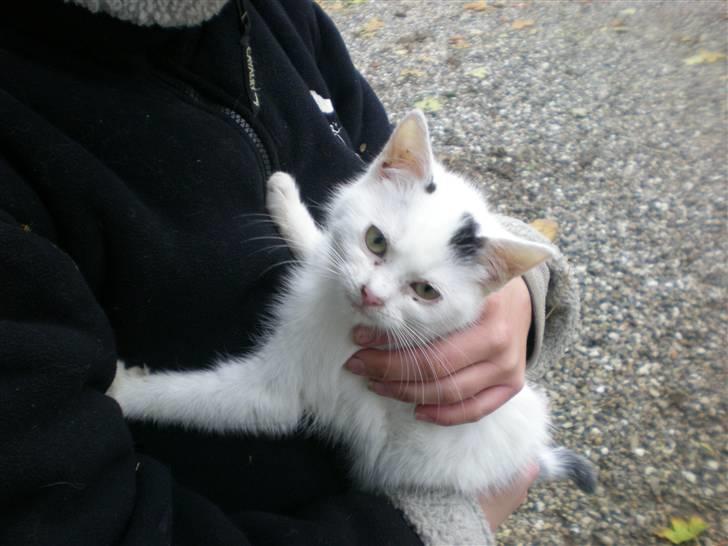 Blanding af racer plet billede 8