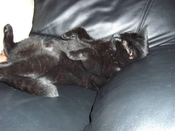 Huskat Buddy (DØD RIP) billede 8