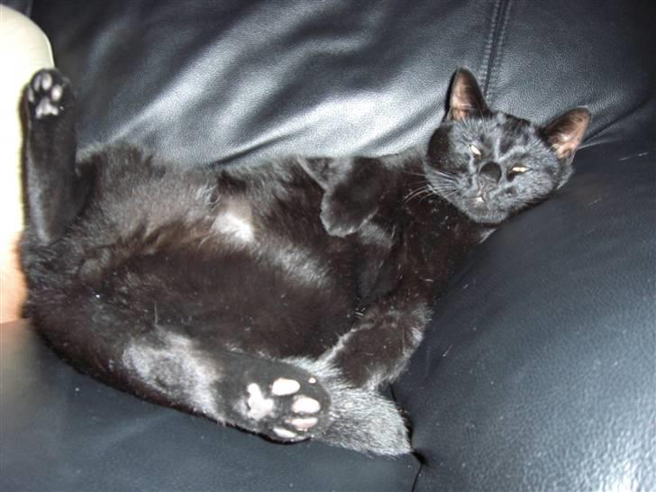 Huskat Buddy (DØD RIP) billede 9