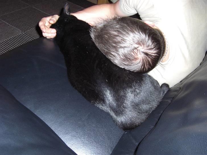 Huskat Buddy (DØD RIP) billede 10