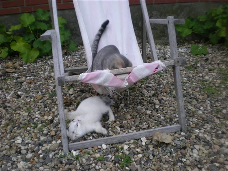 Blanding af racer plet billede 10