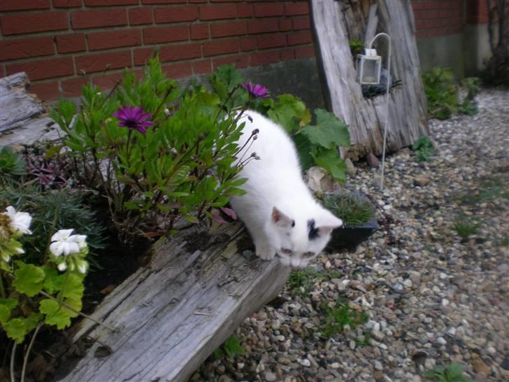 Blanding af racer plet billede 11