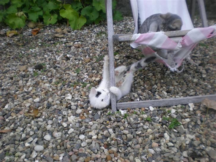 Blanding af racer plet billede 12