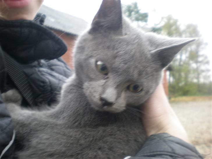 Blanding af racer kit - er hun ikk sød? billede 1