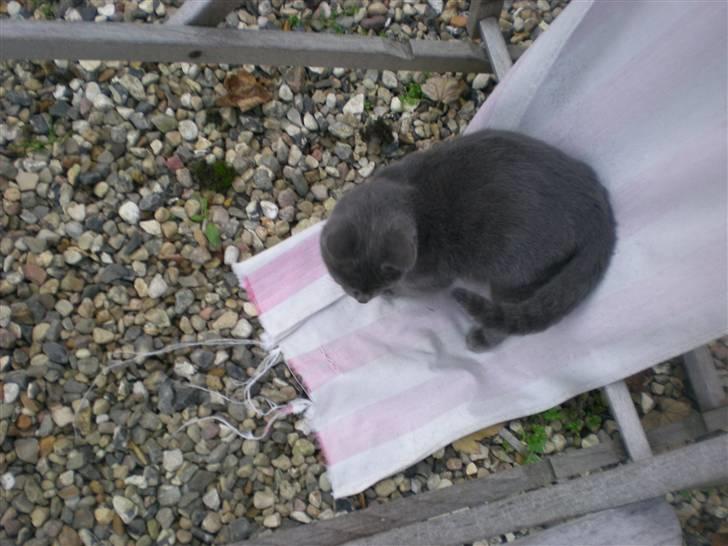 Blanding af racer kit billede 4