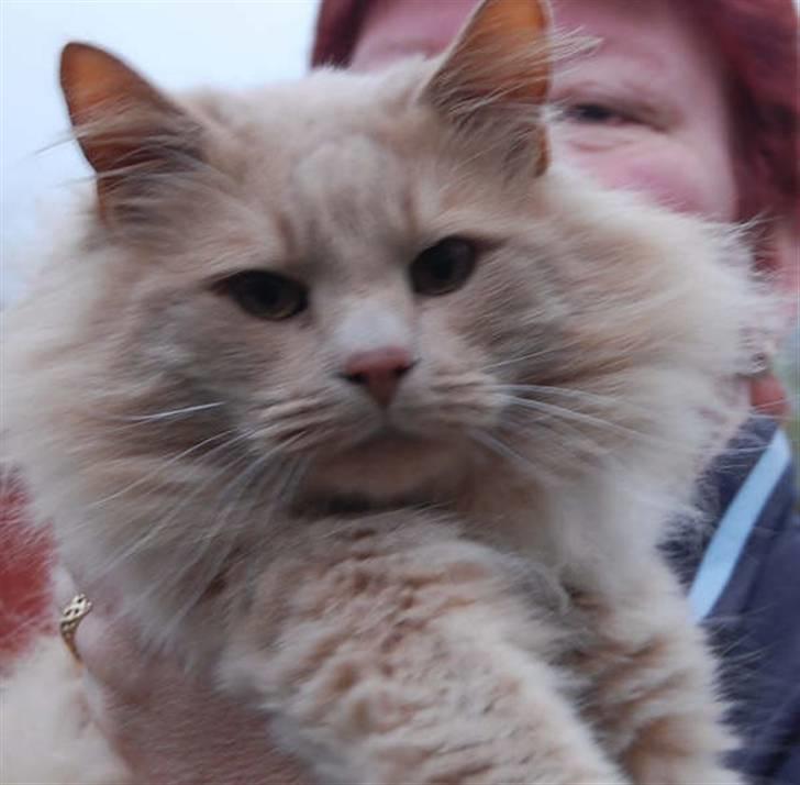 Norsk Skovkat Havheksens Pjuskebuks billede 1