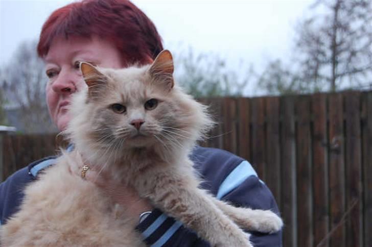 Norsk Skovkat Havheksens Pjuskebuks billede 2